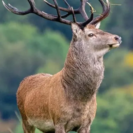 Forest View بيت للعطل