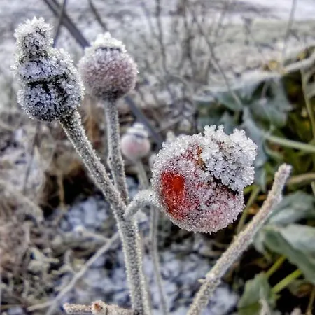 Forest View Ballaghaderreen