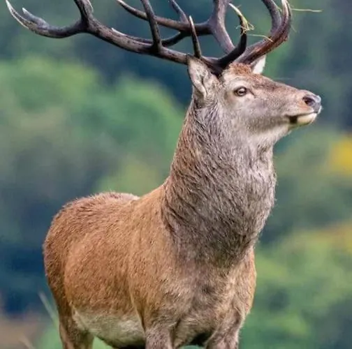 Forest View Holiday home