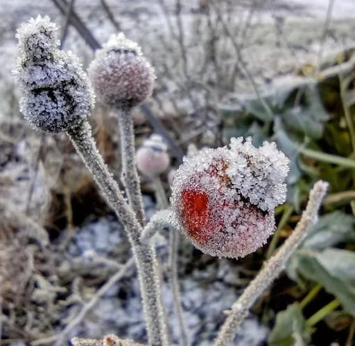 Forest View Ballaghaderreen